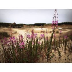 Close-up of purple flowers blooming