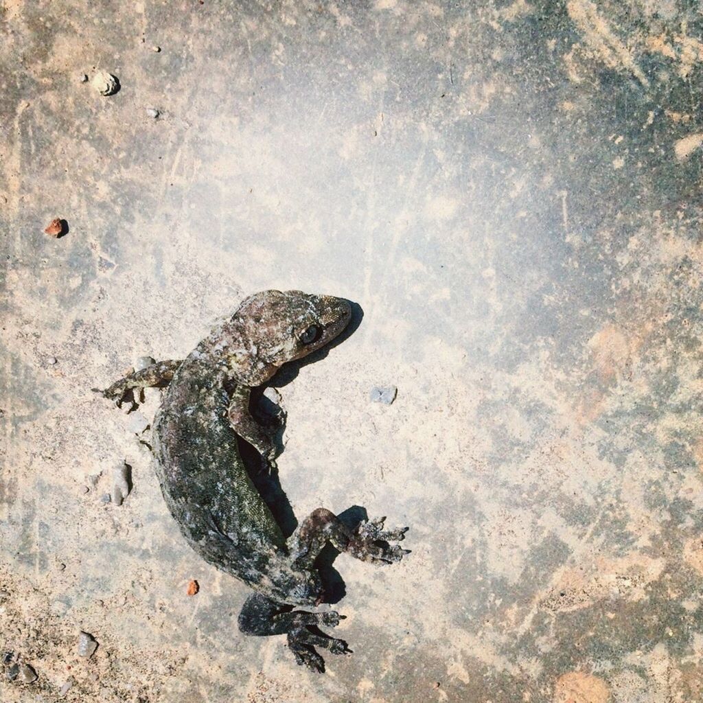 high angle view, animals in the wild, animal themes, reptile, wildlife, sand, nature, day, outdoors, one animal, no people, close-up, death, textured, the end, dead animal, beach, art and craft, lizard, animal representation