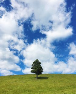 Tree on field against sky