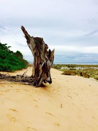 Dead tree on sand against sky