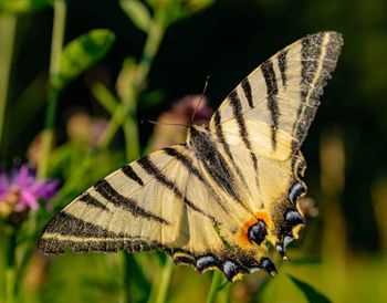 Close-up of butterfly pollinating on flower