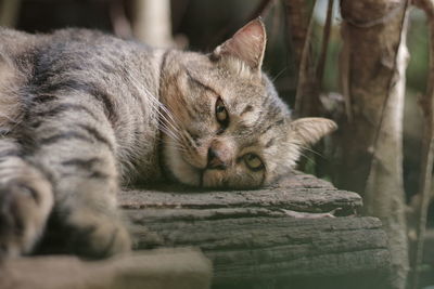 Close-up of a sleeping cat