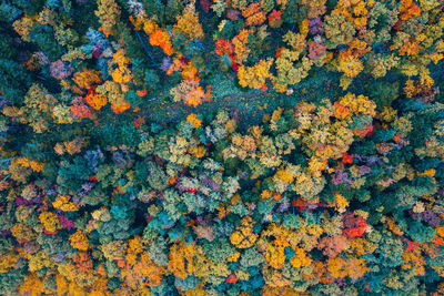 Full frame shot of trees during autumn