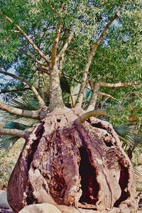 Low angle view of tree growing in forest