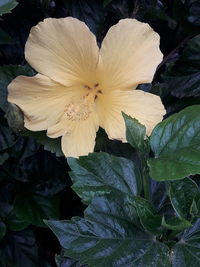 Close-up of yellow flowering plant