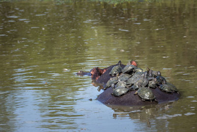 High angle view of ducks swimming in lake