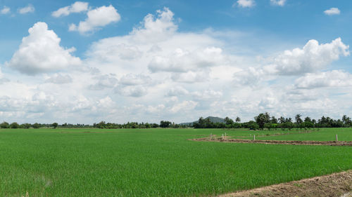 Scenic view of agricultural field against sky