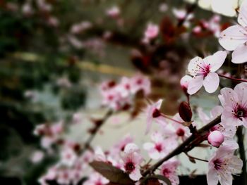 Close-up of pink flowers on branch