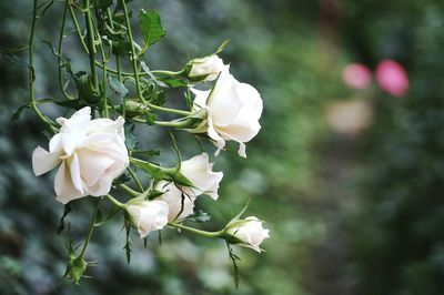 Close-up of white flower growing on plant