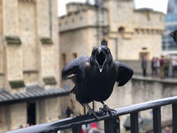 Black bird perching on railing against buildings in city