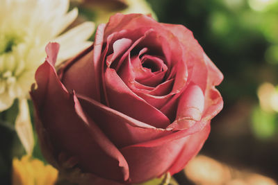 Close-up of red rose