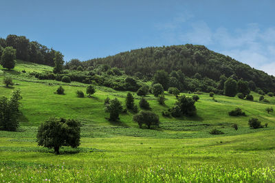Scenic view of grassy field against sky