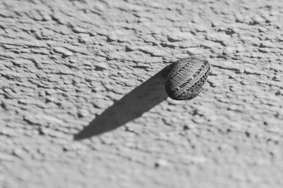 High angle view of a shell