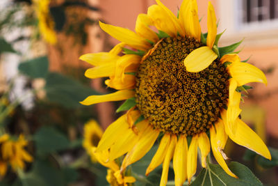 Close-up of yellow sunflower