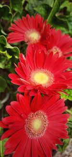 Close-up of red flower