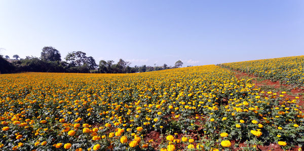 Scenic view of yellow flowers growing on field against clear sky