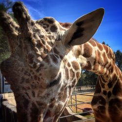 Portrait of giraffe