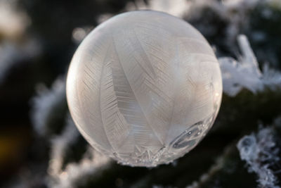 Close up of leaf