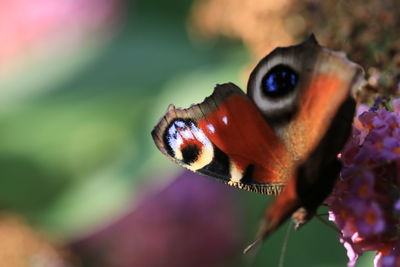 Close-up of butterfly