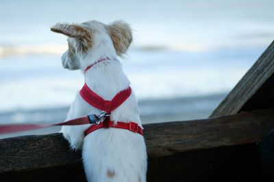 Dog looking away while standing on sea shore