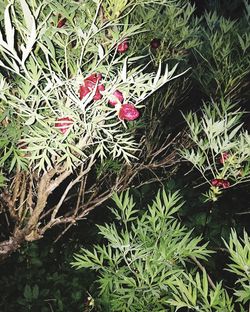 Plants growing on a tree