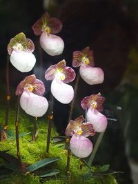 Close-up of flowers