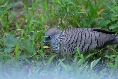 Close-up of a bird on field