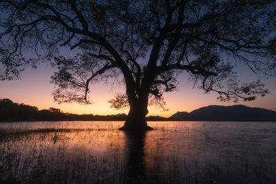 Calm lake with tree surrounded by water at dawn. kandalama reservoir at sunrise, sri lanka.