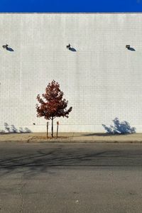 Tree on street against buildings in city