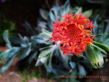 Close-up of red flower blooming outdoors