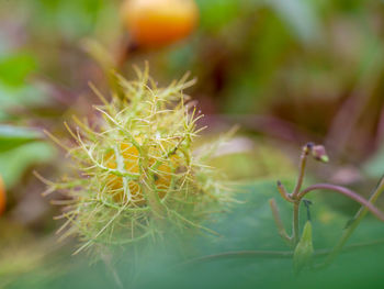 Close-up of cactus plant