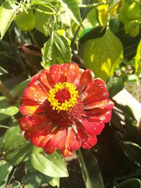 Close-up of red flower blooming on plant