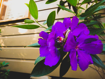 Close-up of insect on purple flowers