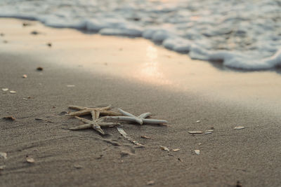 Starfish on the shore of the beach. sunset