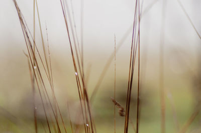 Close-up of stalks in field