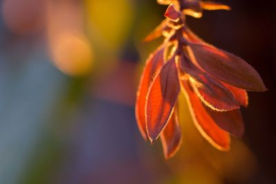 Close-up of orange flower