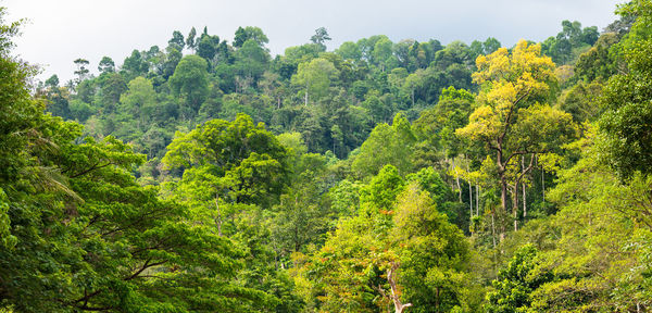 Plants and trees in forest