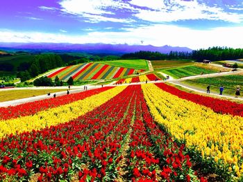 Colorful flowers in field