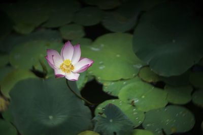 Close-up of lotus water lily in pond
