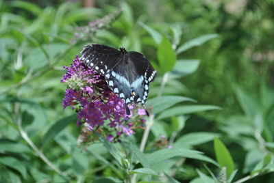 Butterfly pollinating on purple flower