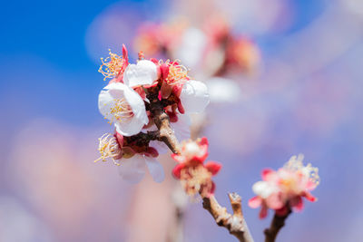 Close-up of cherry blossom