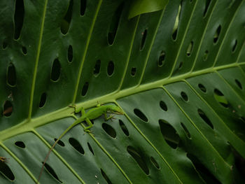 Full frame shot of succulent plant leaves