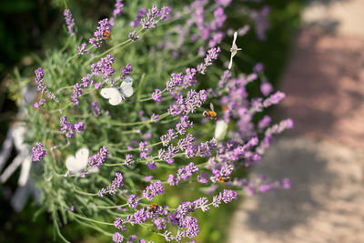 Close-up of purple flowering plant