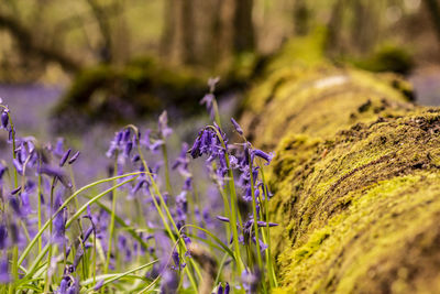 Close-up of purple flowering plants on field