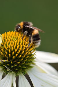 Close-up of bee on flower