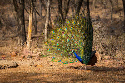 View of peacock