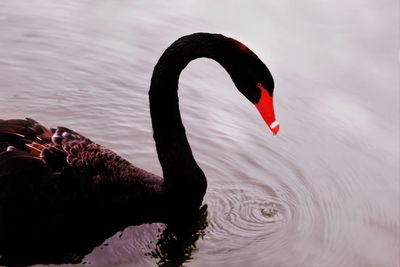 Side view of black swan swimming on lake