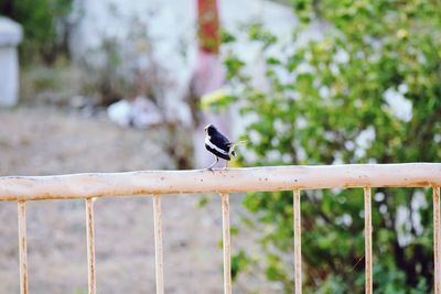 Bird perching on a fence