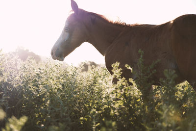View of a horse on field