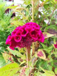 Close-up of purple flower blooming outdoors